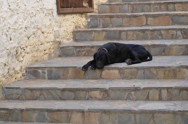 犬用の階段・スロープ（ドッグステップ）って何？の画像