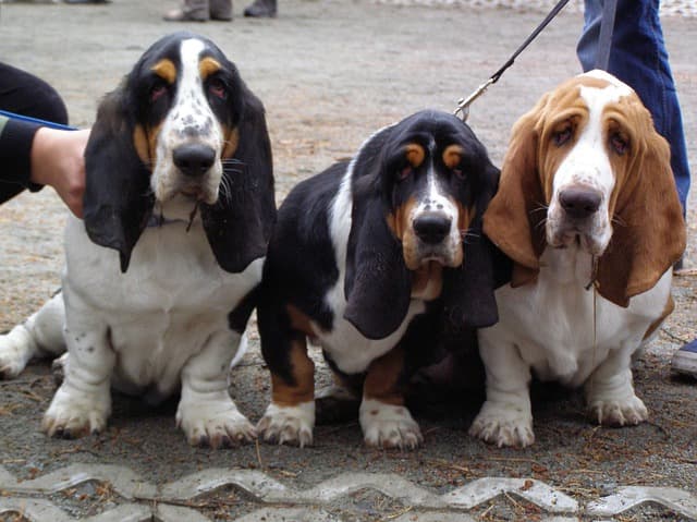 特に耳掃除が必要な犬種の画像