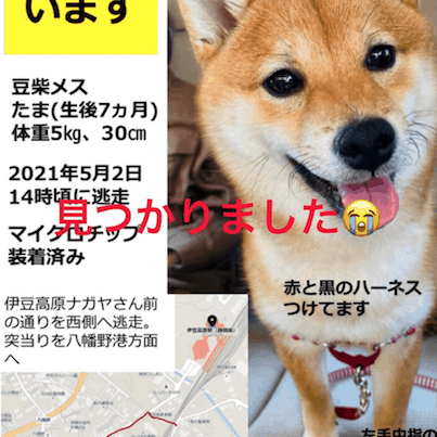 迷子犬の関連記事のタイトル画像