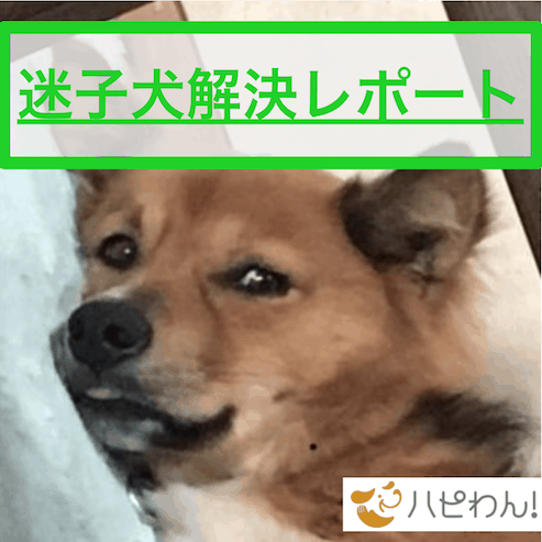 迷子犬の関連記事のタイトル画像