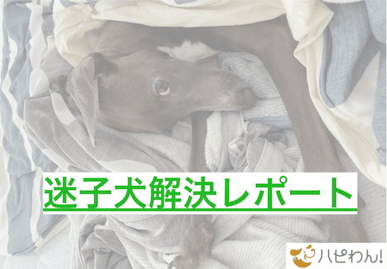 迷子犬の関連記事のタイトル画像