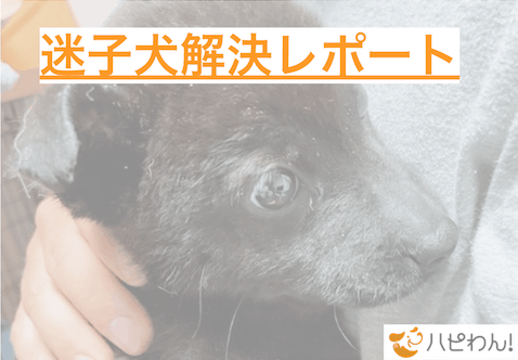 迷子犬の関連記事のタイトル画像