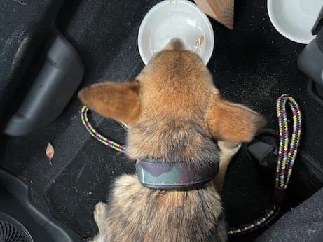 愛犬が見つかった状況の画像