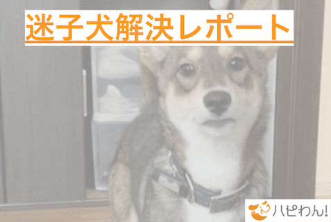 迷子犬の関連記事のタイトル画像