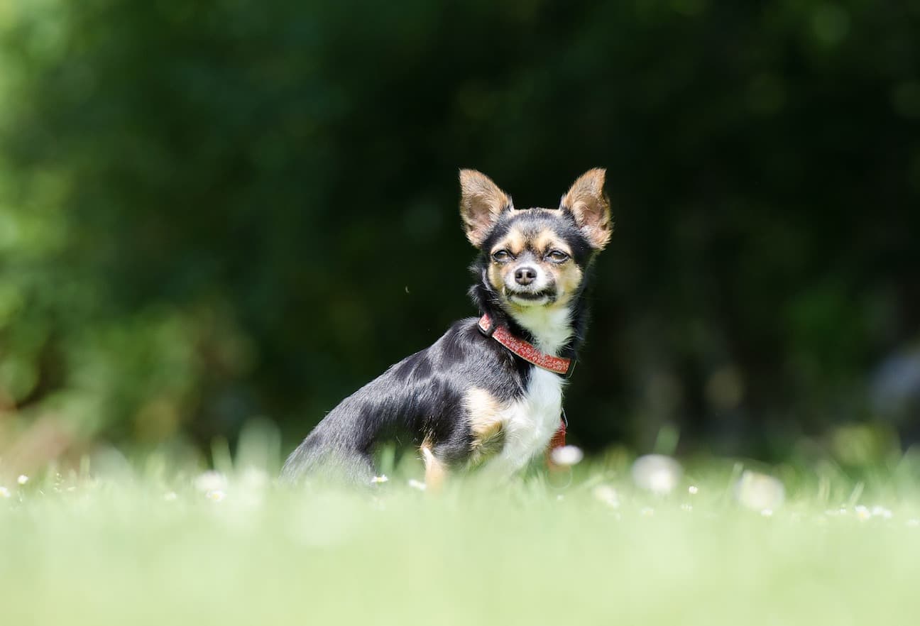 チワワの特徴がわかる写真4枚目