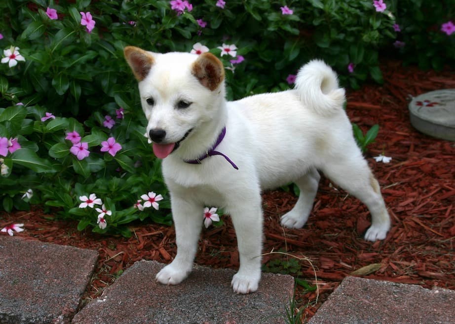 柴犬の特徴がわかる写真２枚目