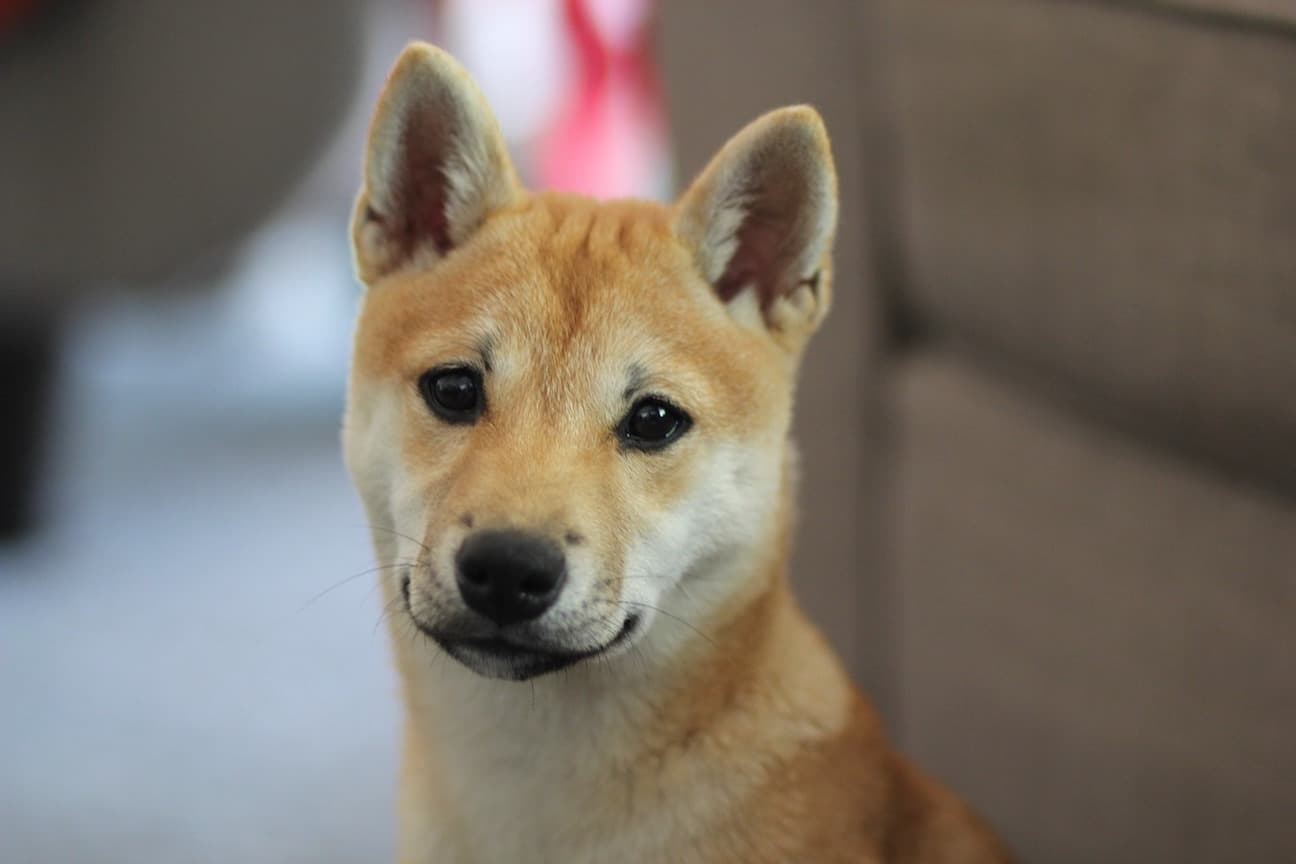 柴犬の特徴がわかる写真3枚目