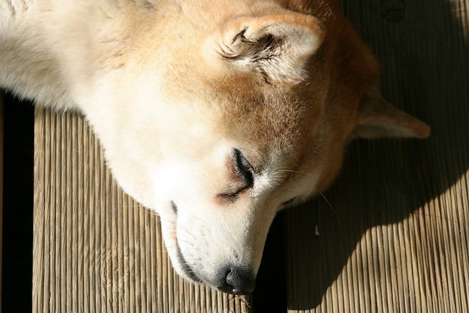 柴犬の特徴がわかる写真5枚目